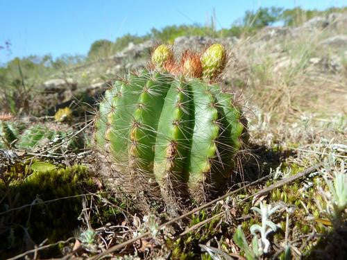 Parodia muricata - Exotic Cacti - 10 Seeds