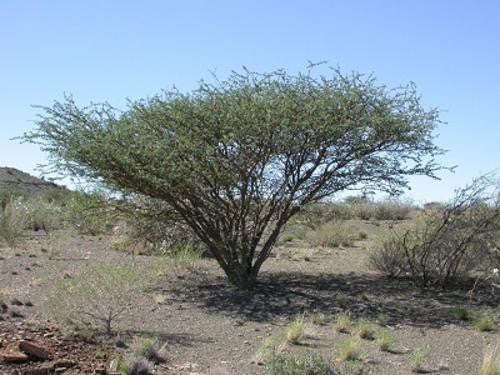 Acacia mellifera - Indigenous South African Tree - 10 Seeds