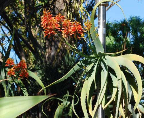 Aloe flexilifolia - Indigenous South African Succulent - 10 Seeds