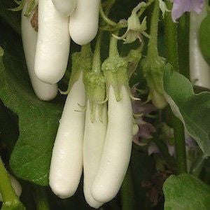 Long White Asian Eggplant - Heirloom Vegetable - Solanum melongena - 10 Seeds
