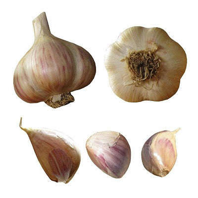Susan Delafield Garlic - Heirloo... - 200 heads - Approx 1 000 Cloves (seeds) Susan Delafield Garlic