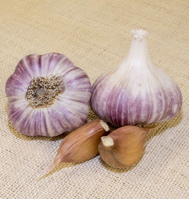 Wengers Red Russian Garlic - Heir... - 2 heads - Approx 12 Cloves (seeds) Wengers Red Russian Garlic