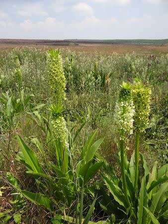 Eucomis pallidiflora - Indigenous South African Bulb - 10 Seeds