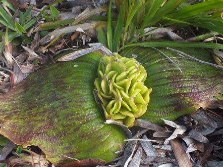 Massonia pustulata - Indigenous South African Bulb - 10 Seeds