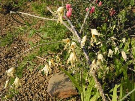 Melasphaerula graminae - Indigenous South African Bulb - 10 Seeds