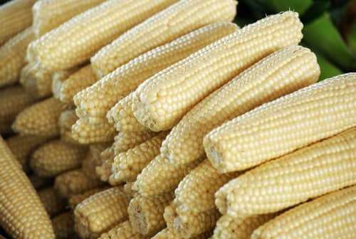 Sweetcorn Stowells Evergreen - An original heirloom Sweetcorn with outstanding taste and storage ...