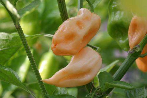 Pink Habanero  - Chilli Pepper - Capsicum chinense - 5 Seeds
