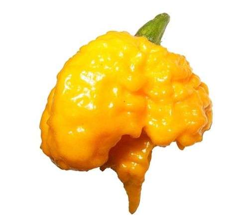 Carolina Reaper Yellow Chilli Pepper - Capsicum chinense - 5 Seeds