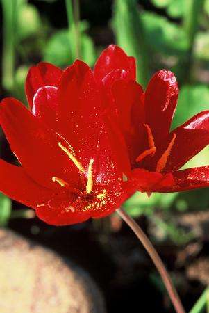 Geissorhiza Inflexa - Indigenous South African Bulb - 10 Seeds