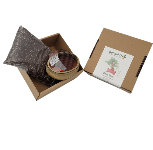 Bonsai IT - Coral Tree - Erythrina lysistemon - Kit 6