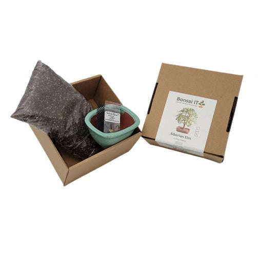 Bonsai IT - Siberian elm - Ulmus pumila - Kit 9