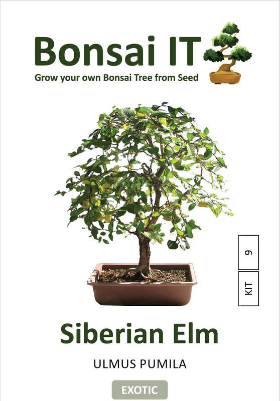 Bonsai IT - Siberian elm - Ulmus pumila - Kit 9