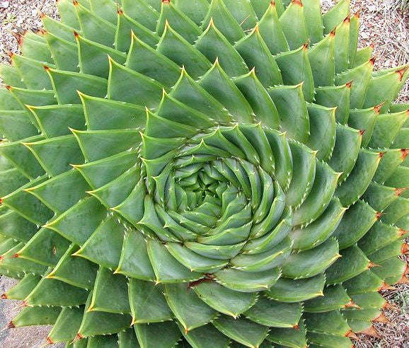 Aloe Polyphylla - African Spiral Aloe - Lesotho Succulent - Seeds - 20 Seeds