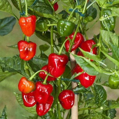 Carribean Antillais - Chilli Pepper - Capsicum chinense - 5 Seeds