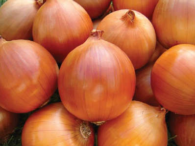 Astrix Onion - Allium cepa - 100 Seeds