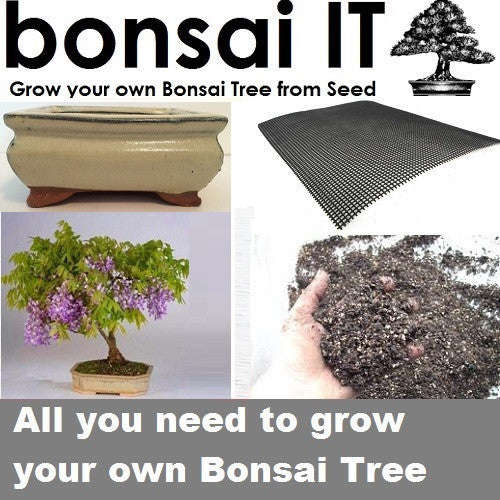 Tree Wisteria - bonsai-IT - Everything you need to... - BonsaiIT Tree Wisteria Cream Rectangular Pot