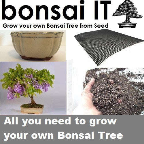 Tree Wisteria - bonsai-IT - Everything you need... - BonsaiIT Tree Wisteria Cream Oval scalloped Pot