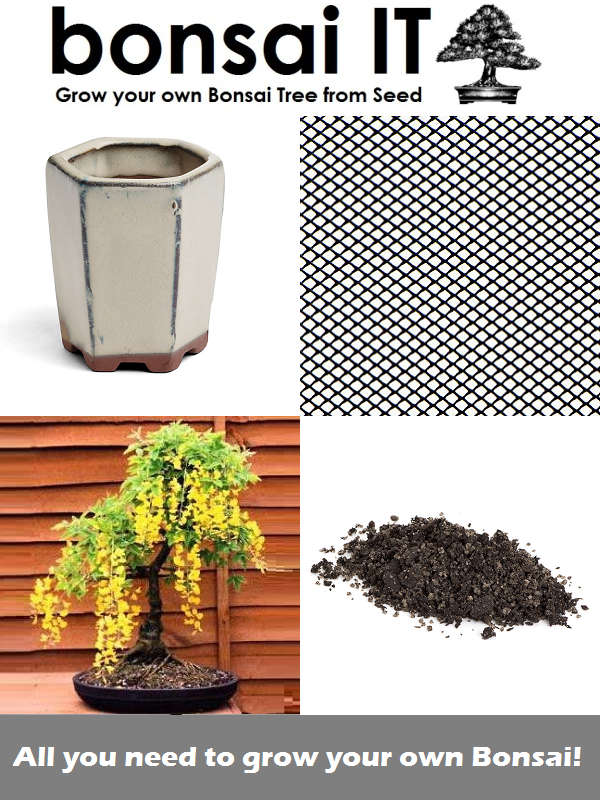 Goldenrain Tree - bonsai-IT - Everything you need to grow your own bo... - Goldenrain Tree Cream Pot