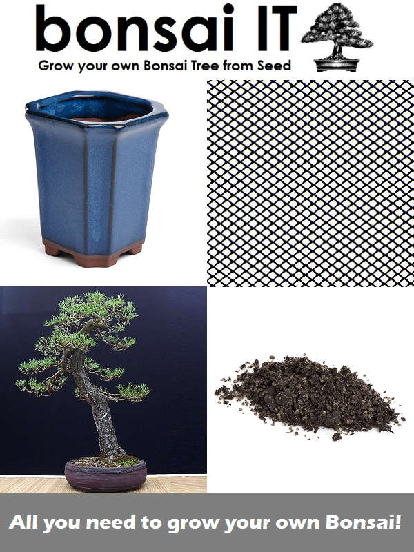 Scotch Pine Tree - bonsai-IT - Everything you need to grow your own bonsai