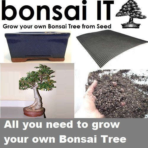 African Baobab - bonsai-IT - Everything you need to grow your own bonsai - Navy Blue Rectangular Pot