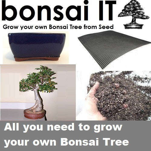 African Baobab - bonsai-IT - Everything you need to grow your... - Navy Blue Rounded Rectangular Pot