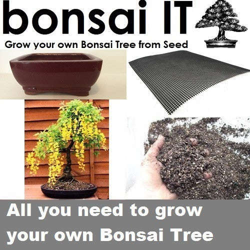 Goldenrain Tree - bonsai-IT - Everything you need to grow your own bonsai