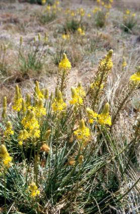 Bulbine Abyssinica - Indigenous South African Succulent - 5 Seeds