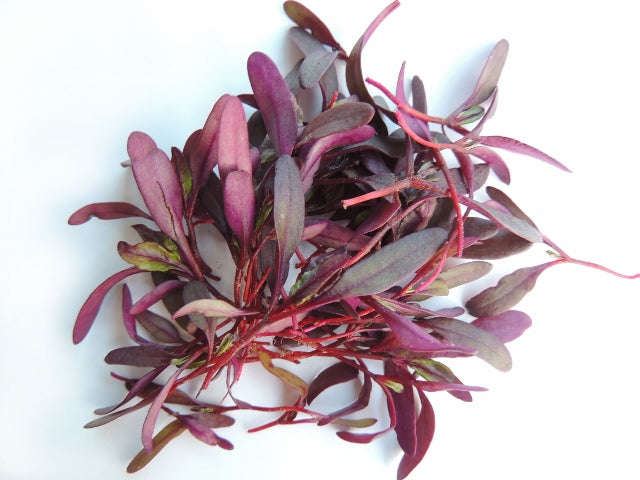 Bulls Blood Beetroot - Sprouting / Microgreen Seeds - 1kg