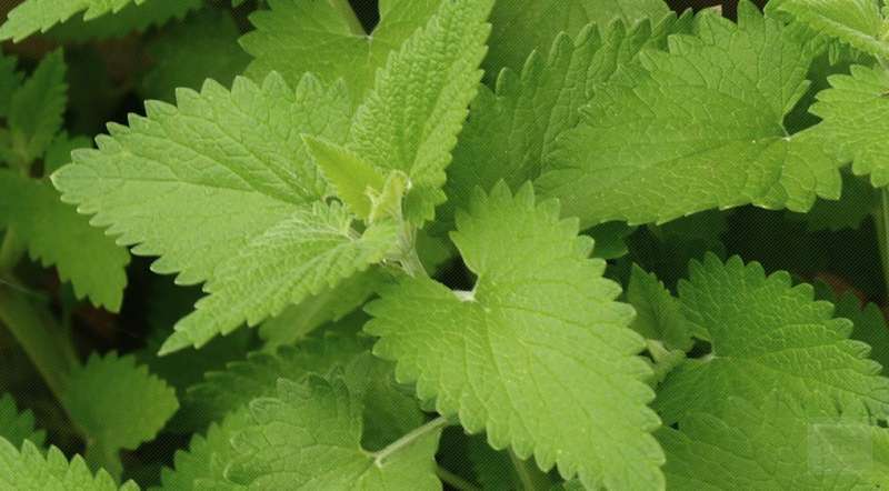 Catnip Heirloom - Fragrant Herb - Nepeta Catara - Seeds - 60 Seeds