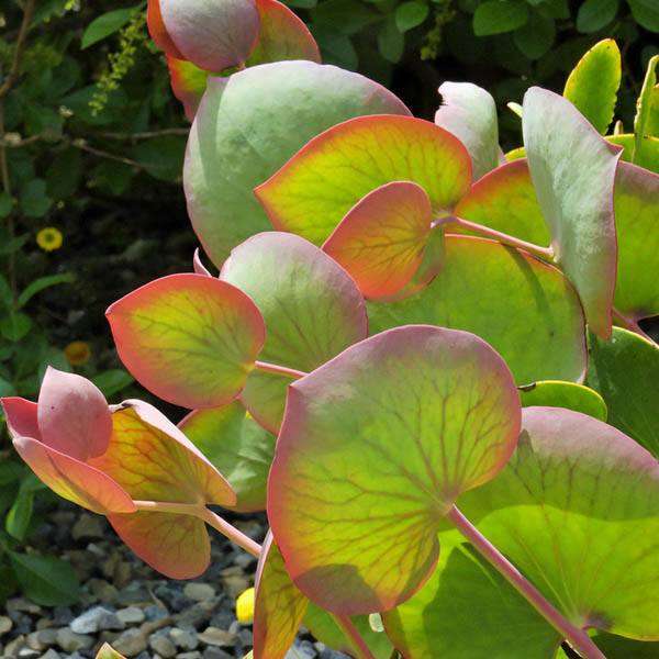 Protea cordata - Indigenous South African Protea - 5 Seeds