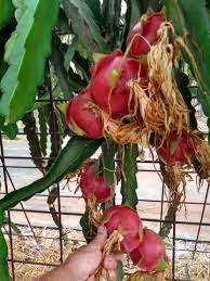 Purple Flesh Dragon Fruit / Pitaya "Dark Star" -Hylocereus guatemalensis & Hylocereus undatus hyb...