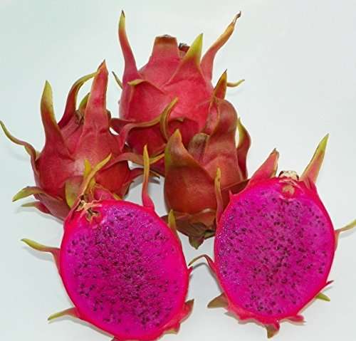 Purple Flesh Dragon Fruit / Pitaya "Dark Star" -Hylocereus guatemalensis & Hylocereus undatus hyb...