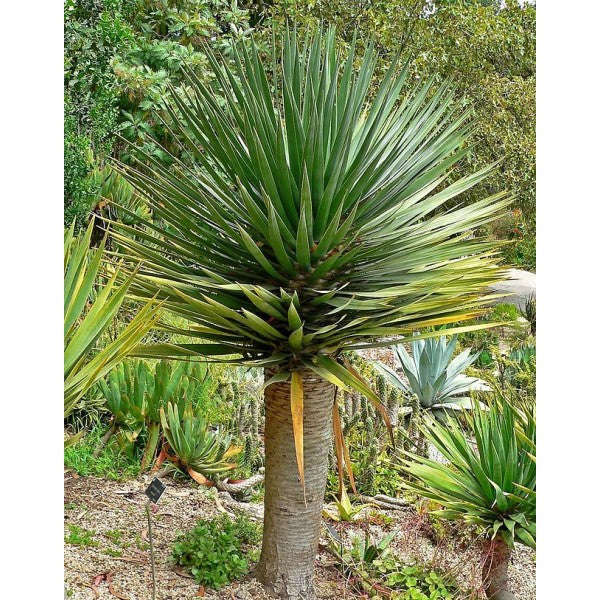 Dracaena draco - Canary Islands dragon tree - Exotic Tree - 5 Seeds