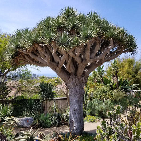 Dracaena draco - Canary Islands dragon tree - Exotic Tree - 5 Seeds