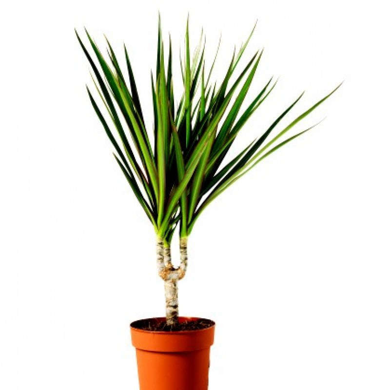 Dracaena draco - Canary Islands dragon tree - Exotic Tree - 5 Seeds