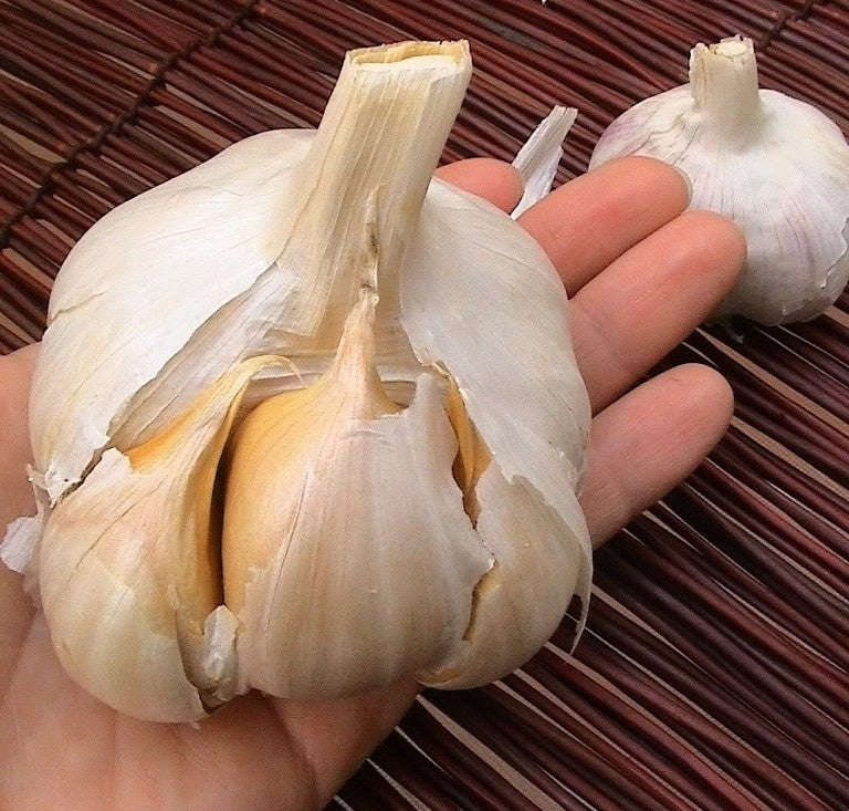 Garlic - Elephant Garlic Cloves / Bulbs - ... - 20 heads - Approx 100 Cloves (seeds) Elephant Garlic