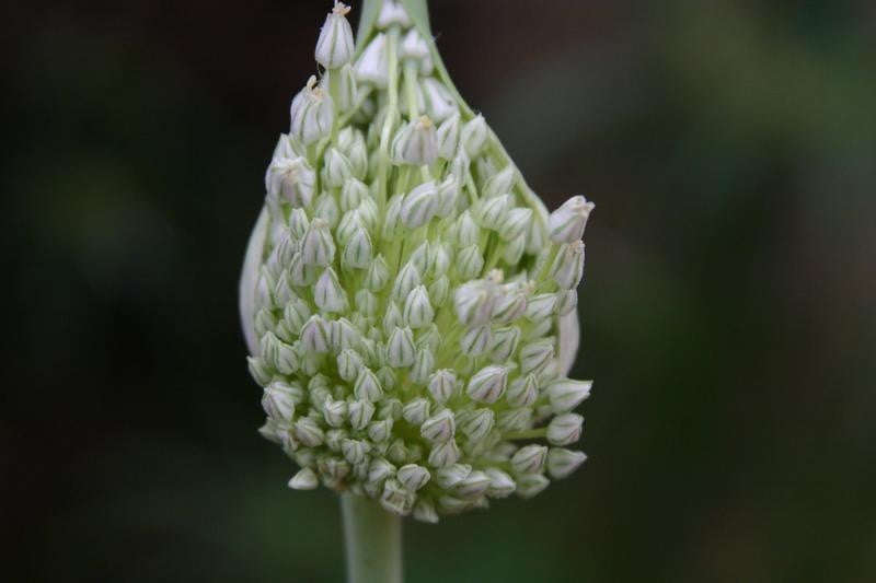 Garlic - Elephant Garlic Cloves / Bulbs - ... - 20 heads - Approx 100 Cloves (seeds) Elephant Garlic
