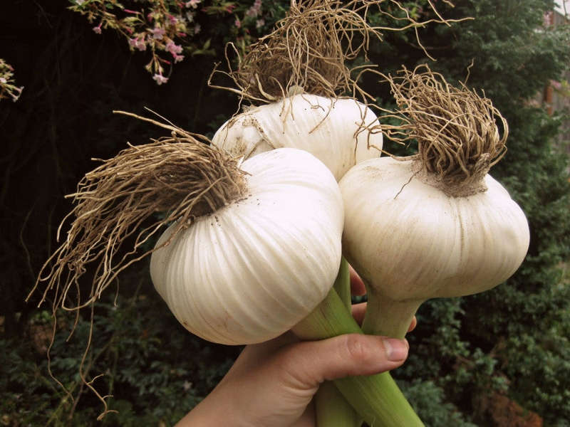 Garlic - Elephant Garlic Cloves / Bulbs - ... - 20 heads - Approx 100 Cloves (seeds) Elephant Garlic