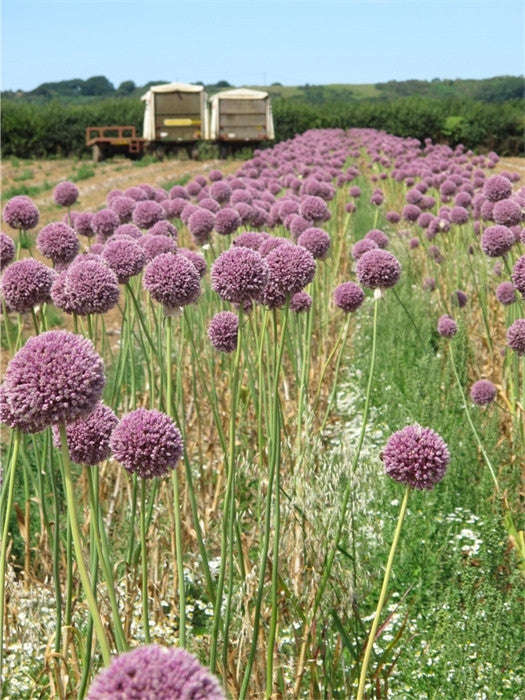 Garlic - Elephant Garlic Cloves / Bulbs - ... - 20 heads - Approx 100 Cloves (seeds) Elephant Garlic