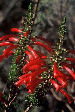 Erica Cruenta - Indigenous South African Heath Shrub - 10 Seeds
