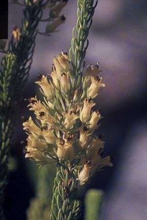 Erica Parilis - Indigenous South African Heath Shrub - 10 Seeds