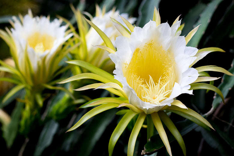 White Flesh Pitaya / Dragon Fruit - "L.A Woman" - Hylocereus undatus - Exotic Succulent Fruit - 1...