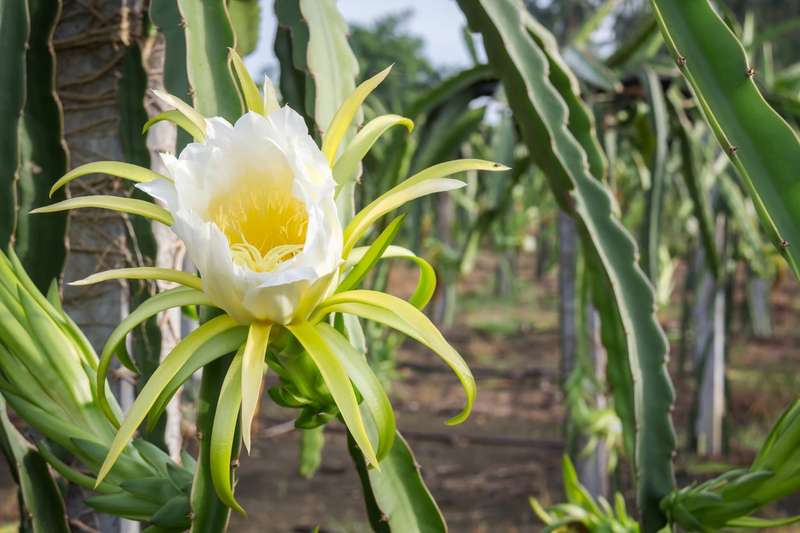Red Flesh Pitaya "Voodoo Child" - Dragon Fruit - Hylocereus guatamalensis X - Exotic Succulent Fr...