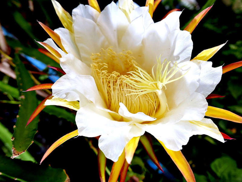 Purple Skin Dragon Fruit / Pitaya "Bloody Mary" - Hylocereus polyrhizus - Exotic Cactus Vine Frui...
