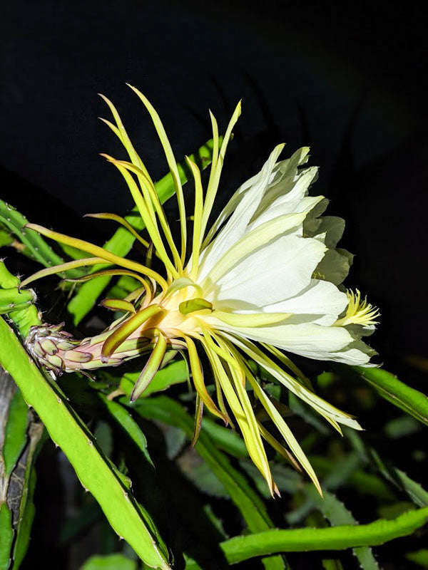 Red Flesh Pitaya "Red Jaina" - Dragon Fruit - Hylocereus polyrhizus - Exotic Succulent Fruit - 10...