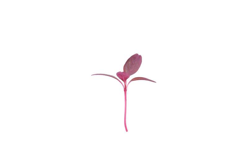 Garnet Red Amaranth - Sprouting / Microgreen Seeds - 10 gram
