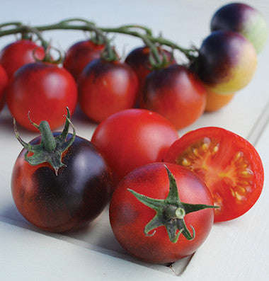 Indigo Cherry Drops Cocktail Tomato - Lycopersicon Esculentum - Health Properties / NON... - 5 Seeds