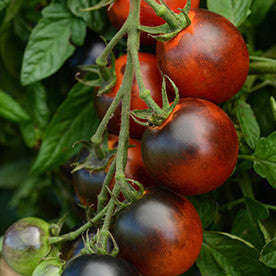 Indigo Cherry Drops Cocktail Tomato - Lycopersicon Esculentum - Health Properties / NON... - 5 Seeds