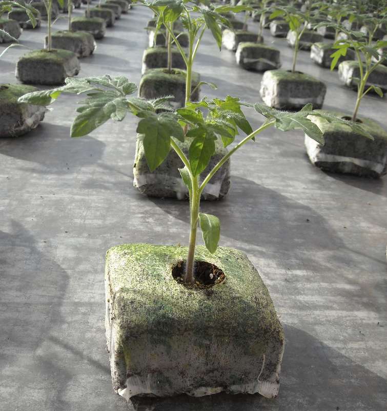 Jiffy Growblocks - Various Sizes - Packs of 10