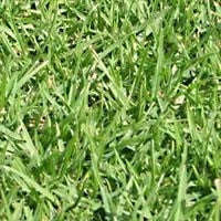 Kikuyu Lawn / Grass Seed - Kikuyu - 700 grams - 100m2